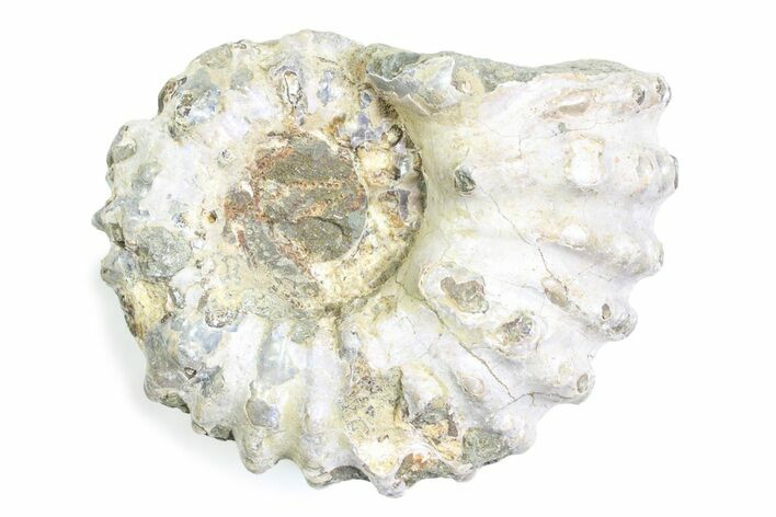 Bumpy Ammonite (Douvilleiceras) Fossil - Madagascar #361206